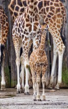 Rothschild's giraffe (Giraffa camelopardalis rothschildi), juvenile with adult giraffes, captive,