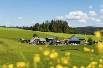 Old farm and flowering meadow, Oberfallengrundhof, near Gütenbach, Black Forest, Baden-Württemberg,