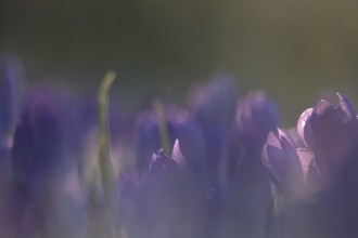 Crocus meadow, February, Germany, Europe