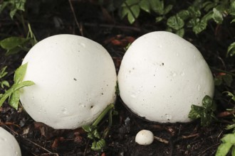 Giant puffball (Langermannia gigantea, Calvatia gigantea), North Rhine-Westphalia, Germany, Europe