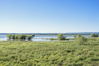 Flooded wetland by a beach meadow with lush green grass at springtime