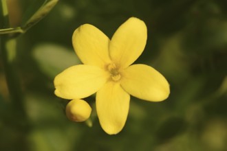 Shrub jasmine or shrubby jasmine (Chrysojasminum fruticans, Jasminum fruticans), flower, Provence,