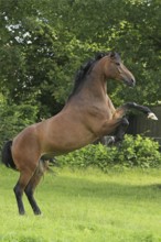 Westphalian Warmblood, Westphalian