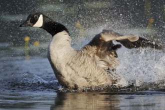 Canada goose (Branta canadensis) bathing, North Rhine-Westphalia, Germany, Europe