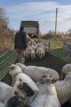 Shepherd loading his sheep into a double-decker livestock trailer, Mecklenburg-Western Pomerania,