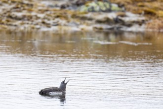 Red-throated diver (Gavia stellata), adult bird swimming with open bill on a lake, Varanger,