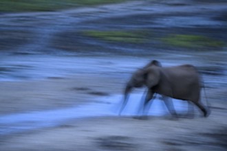 African forest elephant (Loxodonta cyclotis) in the Dzanga Bai forest clearing, blue hour,