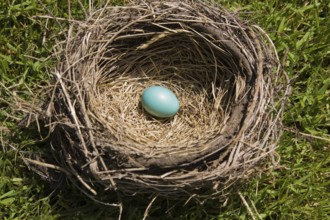 Close-up of Turdus migratorious, American Robin bird nest made of twigs, straw and dried mud with