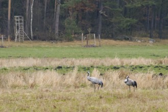 Two cranes (Grus grus) in Teufelsbruch, Waren, Müritz, Heilbad, Müritz National Park, Mecklenburg