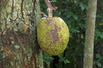 Ripe jackfruit tree (Artocarpus heterophyllus) hanging from a tree, Koh Samui, Thailand, Asia