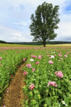 Hiking trail in an opium poppy (Papaver somniferum), solitary tree in a poppy field, pink flowers