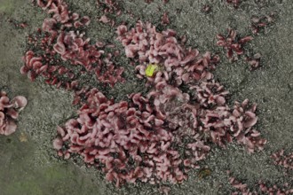 Flesh-red gall tumbler (Coryne dubia, Ascocoryne sarcoides), secondary fruit form or conidial form,