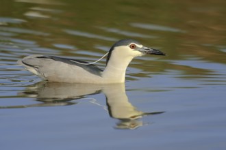 Black crowned night heron (Nycticorax nycticorax) swimming, Lake Kerkini, Greece, Europe