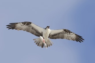 Western osprey (Pandion haliaetus) flying with preyed fish, Everglades National Park, Florida, USA,