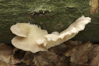 Lung mushroom or indian oyster (Pleurotus pulmonarius), North Rhine-Westphalia, Germany, Europe