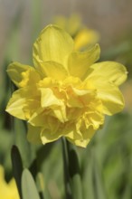 Double daffodil (Narcissus), flower, ornamental plant, North Rhine-Westphalia, Germany, Europe