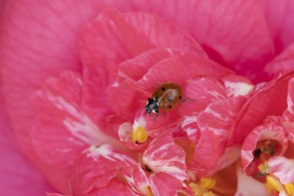 Seven-spot ladybird (Coccinella septempunctata) adult insect on a pink garden Camellia flower in