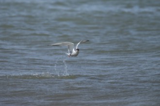 Common tern (Sterna hirundo) adult bird emerging from the sea with a fish in its beak, Suffolk,