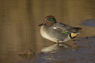 Common teal (Anas crecca) adult male duck sleeping on the edge of a lake, Norfolk, England, United