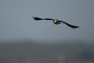 Northern lapwing (Vanellus vanellus) adult bird in flight, England, United Kingdom, Europe