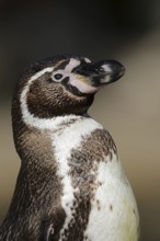 Humboldt penguin (Spheniscus humboldti), captive, occurring in South America