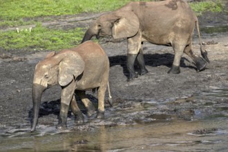 African forest elephants (Loxodonta cyclotis) in the Dzanga Bai forest clearing, Dzanga-Ndoki