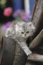 Persian cat, long-haired cat