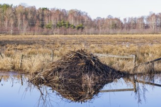 Beaver lodge in a flooded meadow landscape