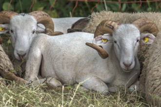 Male, shorn Moorschnucken with horn (Ovis aries), Rehna, Mecklenburg-Vorpommern, Germany, Europe