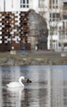 Mute swan (Cygnus olor) swimming in the foreground from the left, in the background blurred Thomas