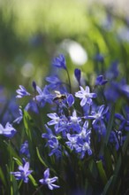 Charming Scilla, Bee, March, Germany, Europe