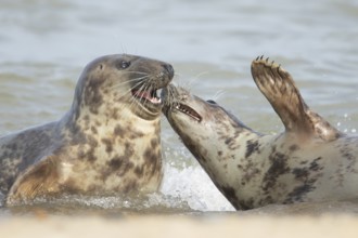 Grey seal (Halichoerus grypus) two adult animals courting and playing together in the surf of the