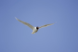 Herring Gull (Ichthyaetus melanocephalus, Larus melanocephalus), flying, Camargue, Provence,