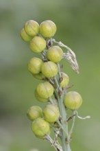 White asphodel (Asphodelus albus), fruit clusters, Provence, southern France