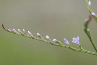 Narrow-leaved sea lilac (Limonium narbonense, Limonium angustifolium), Camargue, Provence, southern