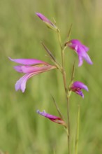 Illyrian gladiolus or wild gladiolus (Gladiolus illyricus), flowers, Camargue, Provence, southern