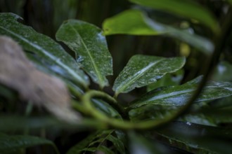 Plant, Details in the jungle, Dense vegetation, Tortuguero National Park, Costa Rica, Central