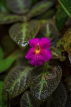 Pink blossom, Details in the jungle, Dense vegetation, Tortuguero National Park, Costa Rica,