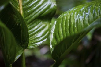 Plant, Details in the jungle, Dense vegetation, Tortuguero National Park, Costa Rica, Central