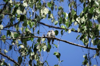 Young goldfinches, September, Saxony, Germany, Europe