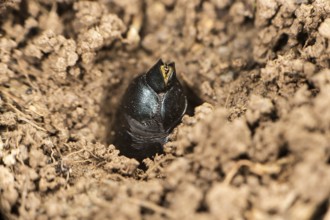 Black oil beetle (Meloe proscarabaeus), female laying eggs, Valais, Switzerland, Europe