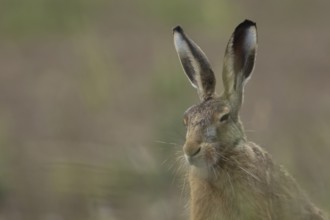 European brown hare (Lepus europaeus) adult animal in a farmland field, England, United Kingdom,