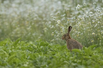 European brown hare (Lepus europaeus) adult animal on the edge of a farmland sugar beet field with