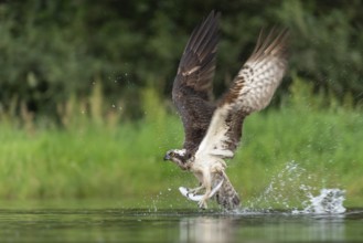 Western osprey (Pandion haliaetus) hunting, Aviemore, Scotland, Great Britain