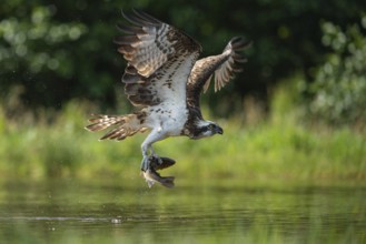 Western osprey (Pandion haliaetus) hunting, Aviemore, Scotland, Great Britain