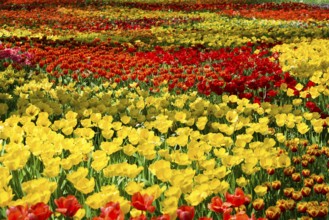 Flower meadow with colourful tulips, Mainau Island, Lake Constance, Baden-Württemberg, Germany,