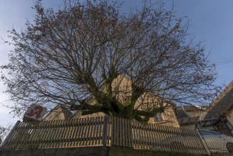 Bald linden tree (Tilia) in late autumn, Egloffstein, Upper Franconia, Bavaria, Germany, Europe