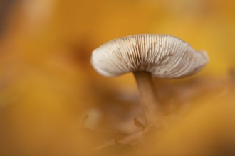 Mushrooms in autumn light, forest, Dötingen, Lower Saxony, Germany, Europe