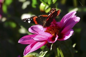 Admiral (Vanessa atalanta) on a dahlia, October, Germany, Europe