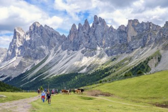 Hikers and horses on a on a alp meadow at the Odle Group mountains in the Dolomites, Ortisei, Val